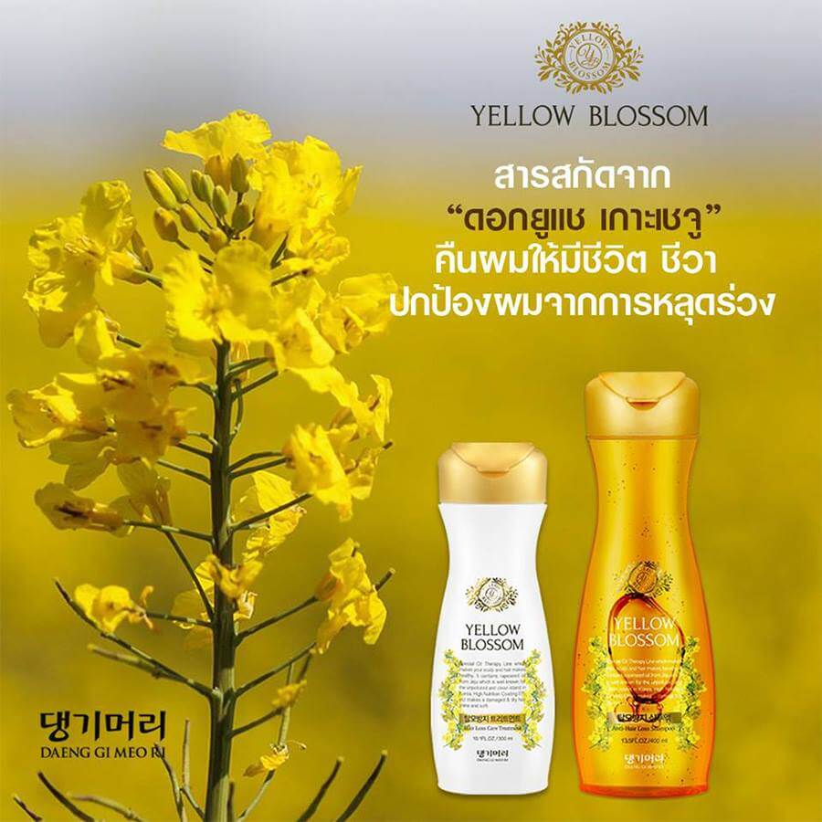 Daeng gi meo ri Yellow Blossom Anti-Hair Loss Shampoo 400 ml. อุดมไปด้วยสารอาหารที่สกัดจากดอกยูแซ เกาะเซจู และสมุนไพรกว่า 15 ชนิด ประกอบด้วยกรด OLEICACID, LINOLENIC ACID และ VITAMIN E