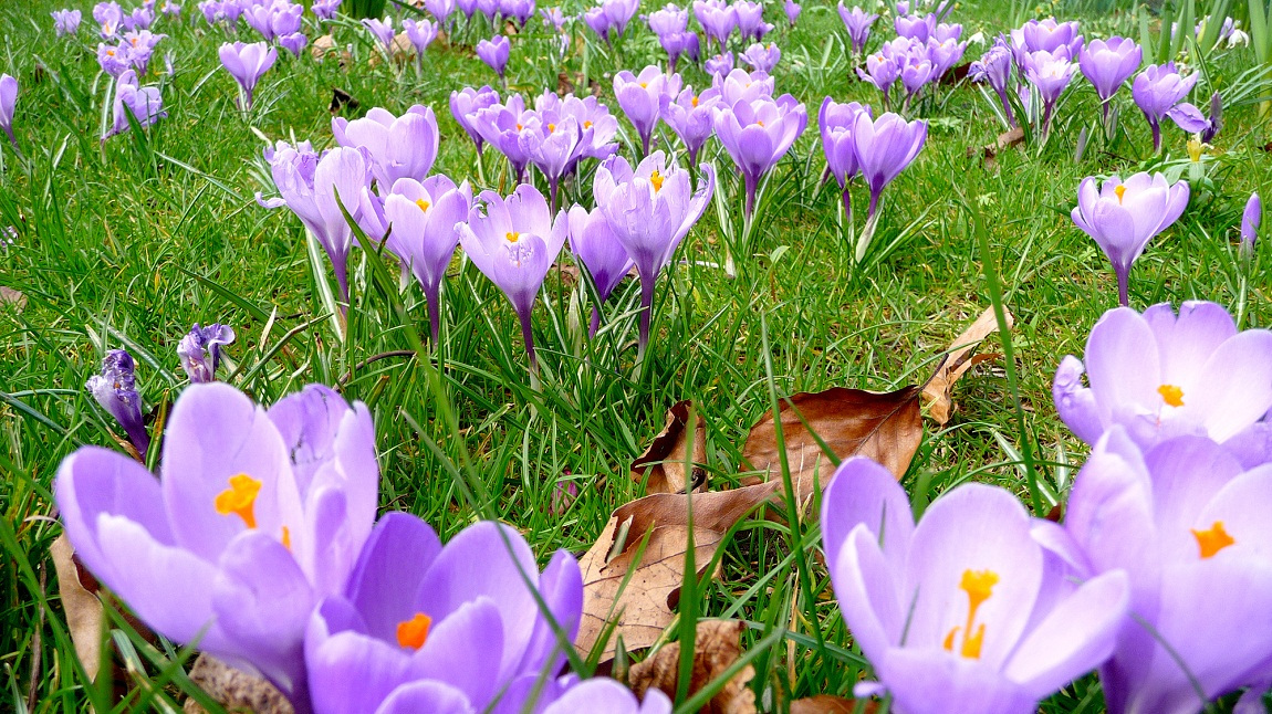หญ้าฝรั่น มีชื่ออินเตอร์ว่า saffron (แซฟฟรอน) เครื่องเทศที่ได้มาจากเกสรตัวเมียของดอกแซฟฟรอน โครคัส (saffron crocus พืชประเภทหัวมีดอกสีม่วง) หญ้าฝรั่นเป็นเครื่องเทศสีแดง ที่ได้จากการนำเกสรตัวเมียสีเหลืองทองของดอกแซฟฟรอน โครคัส  มาผ่านขั้นตอนการผลิต ซึ่งแต่ละดอกจะให้เกสรเพียง 3 เส้นเท่านั้น แถมมีกลิ่นหอมอันเป็นเอกลัษณ์ที่ทั่วโลกนิยมนำมาใช้ทำน้ำหอม