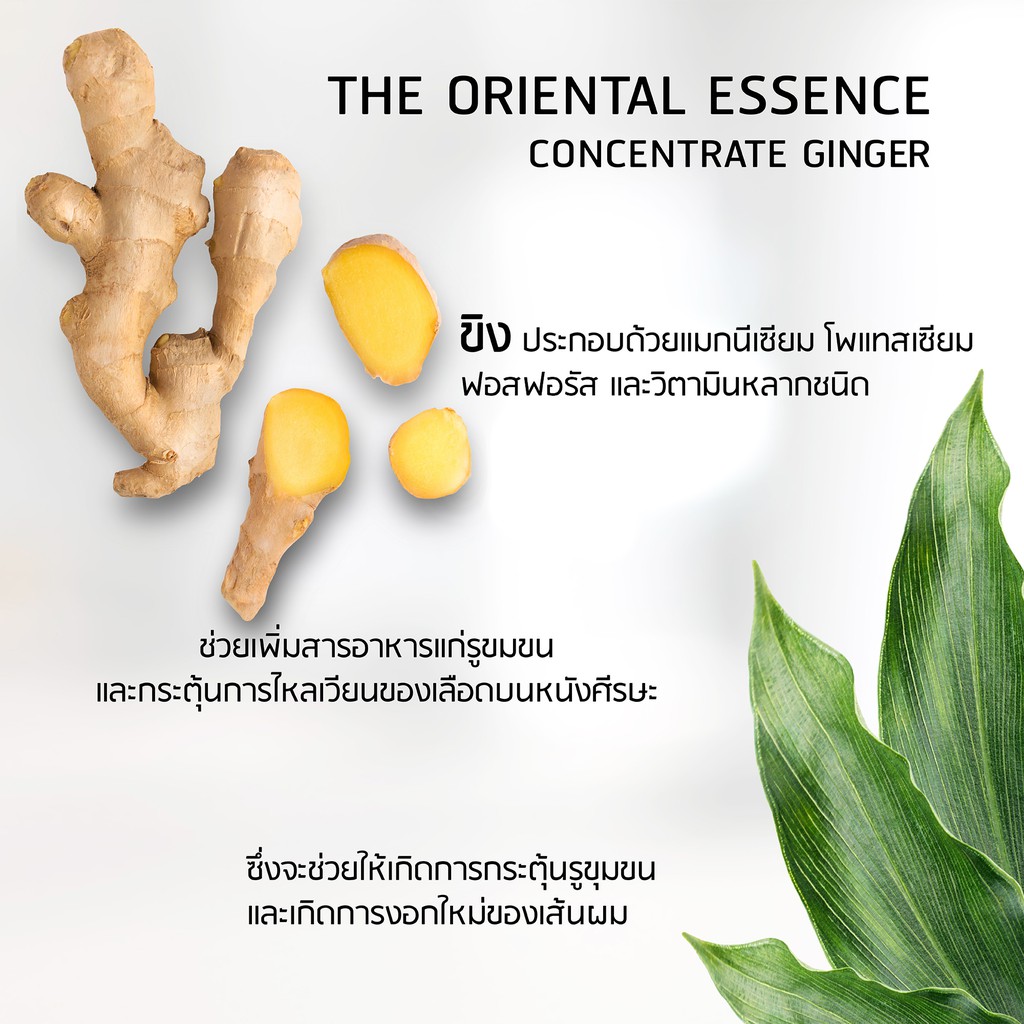 The Oriental Essence,Concentrate Ginger Conditioner,The Oriental Essence Concentrate Ginger Conditioner,ครีมนวดขิง,ครีมนวด