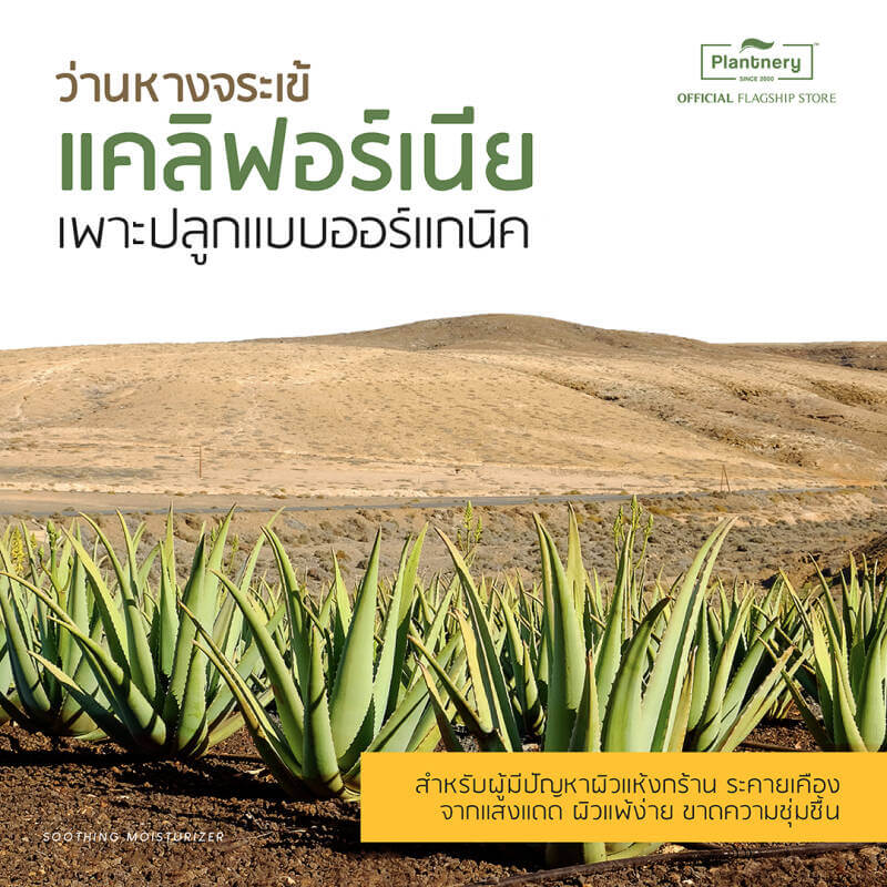 Plantnery Aloe Vera Soothing Gel สารสกัดว่านหางจระเข้ Aloe vera เข้มข้น สายพันธุ์พิเศษจากรัฐแคลิฟอร์เนีย