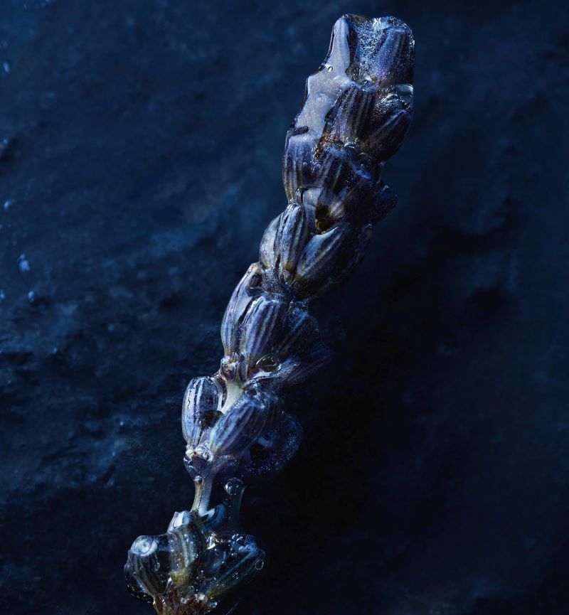 Dior Sauvage Eau Forte Parfum 10ml ,Dior,Dior Sauvage น้ำหอมดิออร์ , น้ำหอมผู้ชาย , Dior Sauvage Eau Forte Parfum ราคา, Dior Sauvage Eau Forte Parfum รีวิว